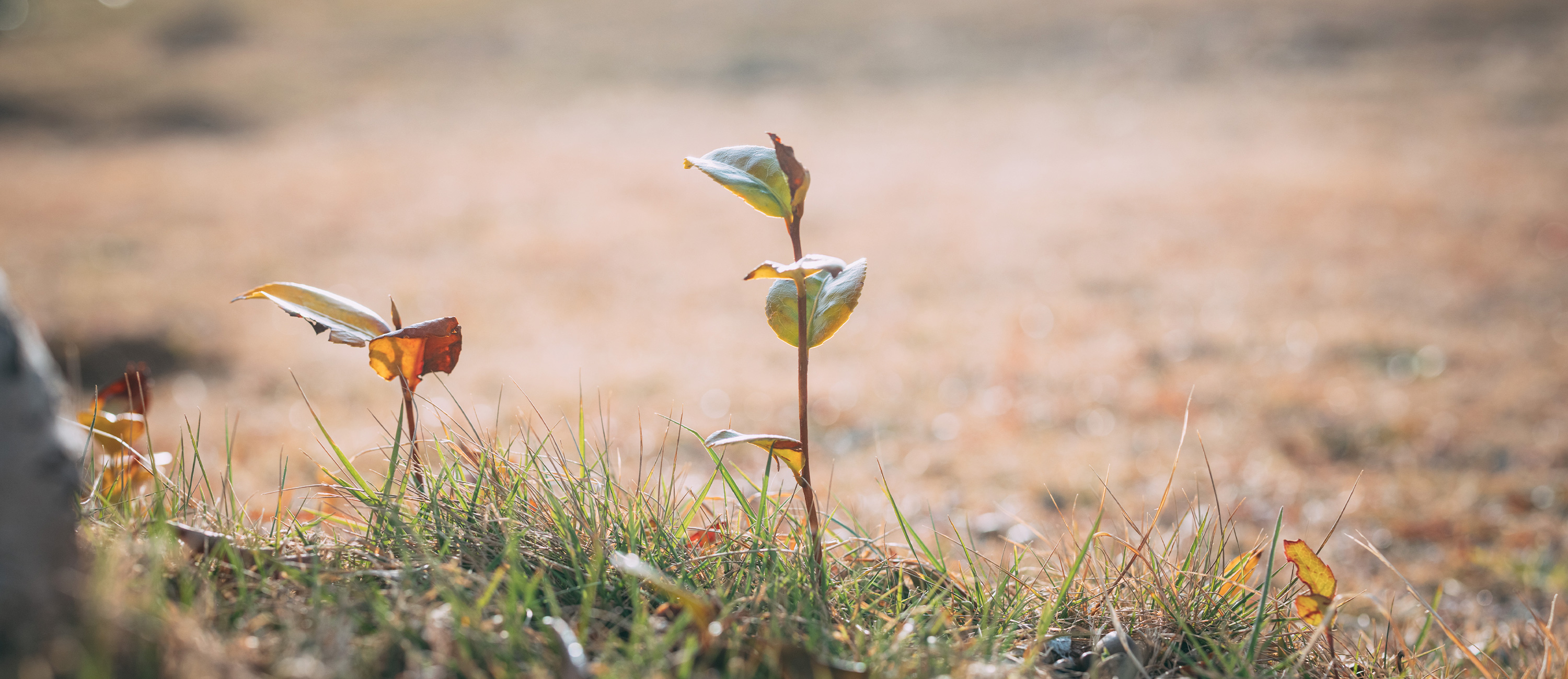 令和7年度被災12市町村における地域のつながり支援事業